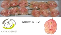Anthurium Nunzia 13cm Hd