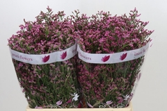 Limonium Sensy Pinkini 60cm 30gr.