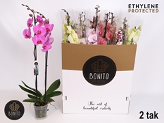 Phalaenopsis Mix 8 Colours 12Ø 75cm 2st