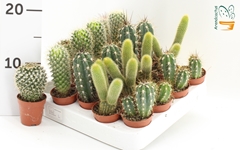 Cactus Mix 5Ø 10cm