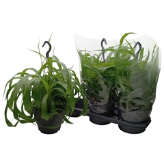 Chlorophytum Green Bonnie 19Ø 45cm