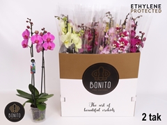 Phalaenopsis Mix 8 Colours 12Ø 70cm 2st