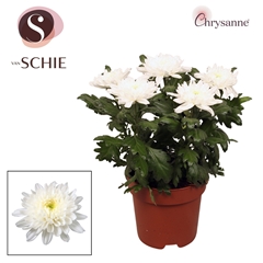 Chrysanth Supernova White 17Ø 35cm