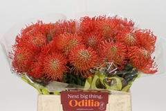 Leucospermum Succession 40cm
