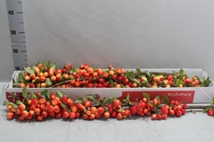 Malus Red Sentinel Per Stem 90cm