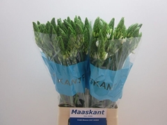 Ornithogalum Thyrsoides Mount Fuji 70cm
