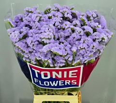 Limonium Sinuatum Donau Birds 70cm 35gr.