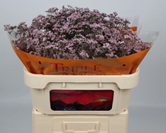 Limonium Safora Oshi Pink 70cm 30gr.