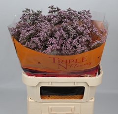 Limonium Safora Oshi Pink 80cm 40gr.