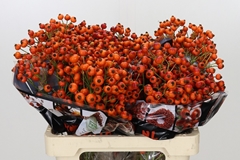 Rosa Hiphop Sunset 60cm
