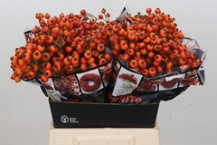Rosa Hiphop Sunset 45cm