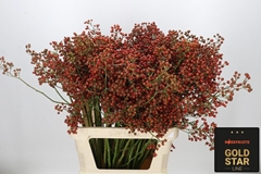 Rosa Autumn Rosefruits 90cm