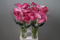 Zantedeschia Pink Jewel 80cm