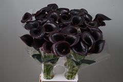 Zantedeschia Cantor 80cm