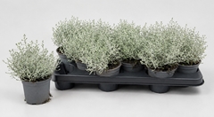 Leucophyta Brownii 10Ø 15cm