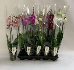 Phalaenopsis Mix 12Ø 70cm 3st