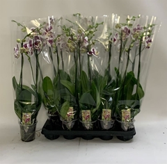Phalaenopsis Marrakesh 12Ø 70cm 2st