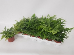 Ferns Mix 8Ø 20cm