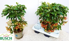 Ardisia Crenata 14Ø 45cm