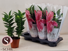 Lily Oriental Souvenir 13Ø 40cm