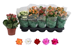 Kalanchoe Double Rosaline Mix 12Ø 27cm