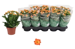 Kalanchoe Double Rosalina Don Pedro 12Ø 27cm