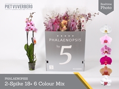 Phalaenopsis Mix 6 Colours 12Ø 80cm 2st