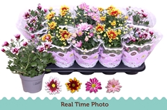 Chrysanth Mix Flower 12Ø 25cm