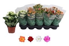 Kalanchoe Double Rosaline Mix 12Ø 27cm