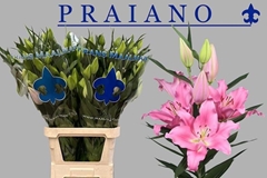 Lily Oriental Praiano 100cm 5+