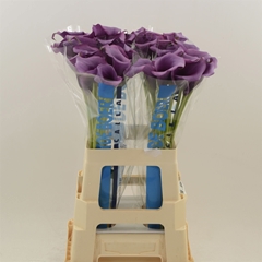 Zantedeschia Durban 65cm