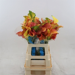 Zantedeschia Merengue 60cm Twisted