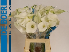 Zantedeschia Captain Ventura 65cm