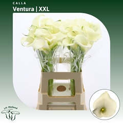 Zantedeschia Captain Ventura 65cm