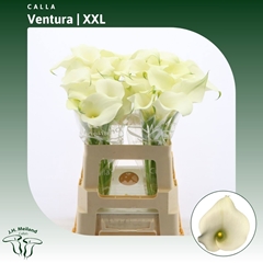 Zantedeschia Captain Ventura 60cm