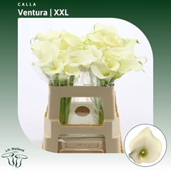 Zantedeschia Captain Ventura 55cm