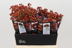 Rosa Autumn Rosefruits 45cm