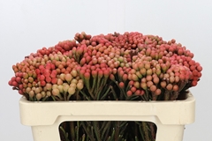 Brunia Laevis Red 50cm