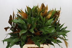Grevi Baileyana 70cm