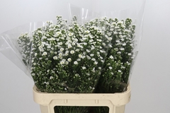 Aster Paquita 80cm 40gr.
