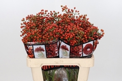 Rosa Autumn Rosefruits 55cm