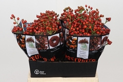 Rosa Autumn Rosefruits 45cm