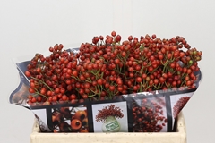 Rosa Autumn Rosefruits 35cm