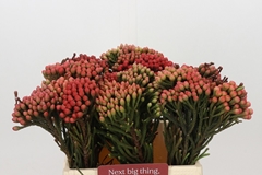 Brunia Laevis Red 40cm