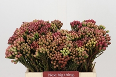 Brunia Laevis Red 40cm
