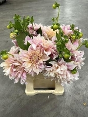 Dahlia Café Au Lait 45cm