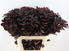Cotinus Coggygria Royal Purple 60cm