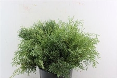 Cupressocyparis Leylandii Gold Rider 50cm