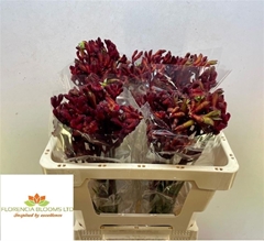 Anigozanthos Early Spring 50cm