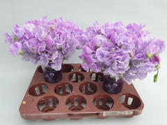 Lathyrus Winter Sunshine Lavender 25cm
